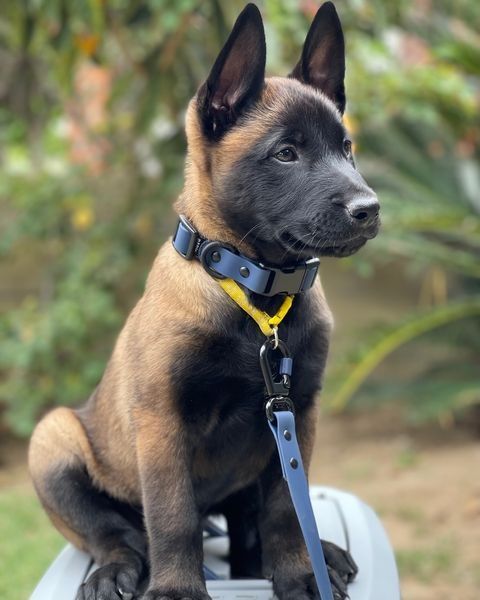 Puppy training program at BestPuppy California