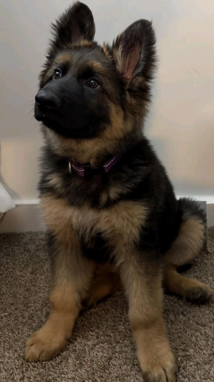 German Shepherd showing intense focus on trainer