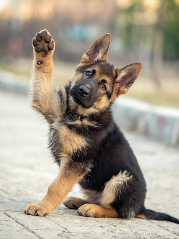 Happy puppy bonding with owner