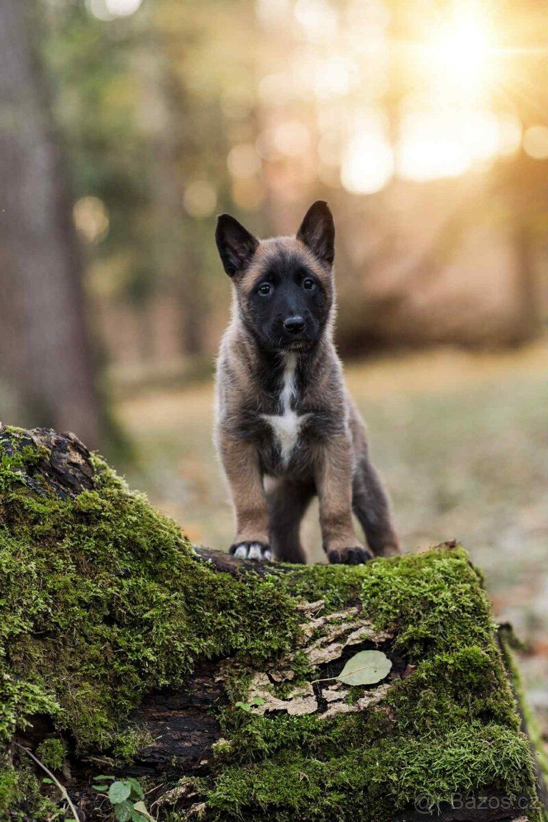 Lead trainer working with a focused puppy in California