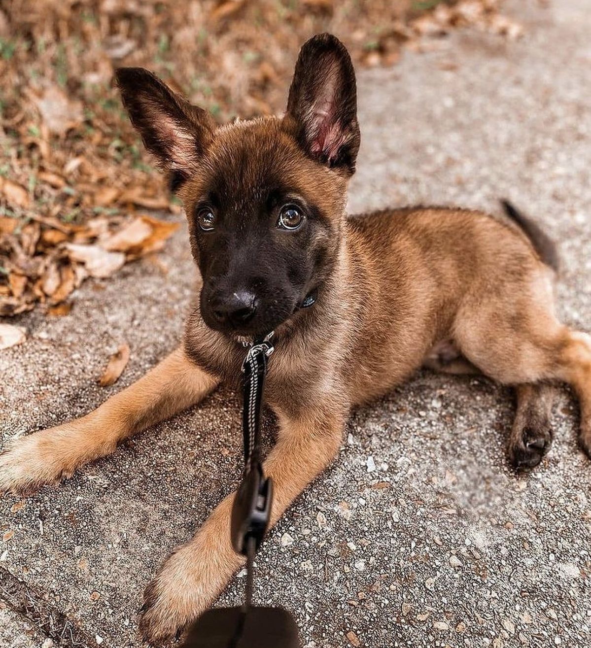 Trained dog with happy owner at BestPuppy California